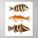 Pesquisar por peixes vermelhos fotografia Garoupa
