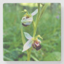 Pesquisar por orquídeas porta copos Natureza