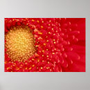 Pesquisar por margarida vermelha pósteres pôsteres Pétalas