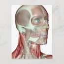 Pesquisar por esqueleto humano cartoes postais Médico