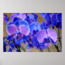 Pesquisar por orquídea pôsteres Azul