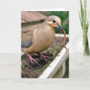 Pesquisar por pombo engraçado cartoes Pássaro