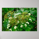 Pesquisar por hortensia pósteres pôsteres Hortênsias