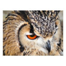 Pesquisar por coruja de águia pósteres pôsteres Aves