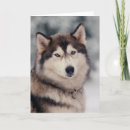 Pesquisar por husky siberiano cartoes Malamute do alaskan