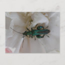Pesquisar por beetle cartoes postais Animais