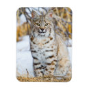 Pesquisar por wyoming imas Eua