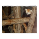 Pesquisar por animais selvagens calendarios Panda vermelha