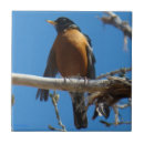 Pesquisar por robin azulejos Turdus migratorius