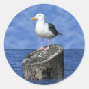 Pesquisar por gaivotas adesivos pássaro