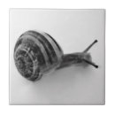 Pesquisar por caracol azulejos Animal