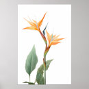 Pesquisar por pássaros e flores pôsteres Desenho
