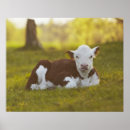 Pesquisar por animais domésticos pôsteres Vaca