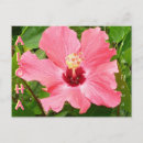 Pesquisar por flor hibiscus cartoes postais Férias