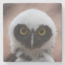 Pesquisar por corujas porta copos Natureza