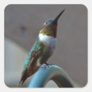 Pesquisar por colibri adesivos Animais selvagens