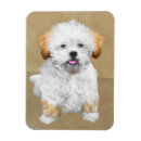 Pesquisar por lhasa imas Cachorrinho