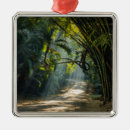Pesquisar por bambu de ornamentos Floresta