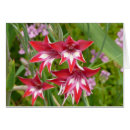 Pesquisar por gladiola cartoes Gladiolus