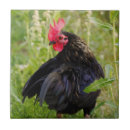 Pesquisar por luta azulejos Vida selvagem