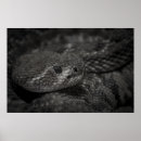 Pesquisar por olhos de cobra pôsteres Cobras