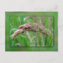 Pesquisar por ervas daninhas cartoes postais Chuva