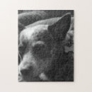 Pesquisar por heeler azul Heelers