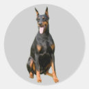 Pesquisar por dobe adesivos Doberman pinscher