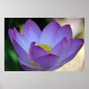 Pesquisar por significados pósteres pôsteres Flor