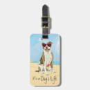 Pesquisar por pitbull acessorios Apbt