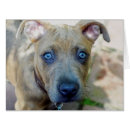 Pesquisar por bully cartoes Brindle