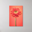 Pesquisar por margarida vermelha pôsteres Margarida do gerbera