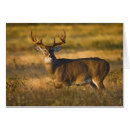 Pesquisar por odocoileus Eua