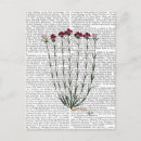 Pesquisar por cravo cartoes postais Italiano