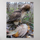 Pesquisar por falcoaria pósteres pôsteres Falcoeiro