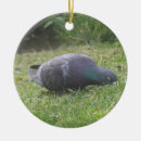 Pesquisar por pombo ornamentos Aves