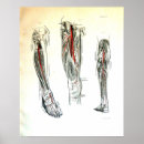 Pesquisar por pé anatomia artes pôsteres Médico