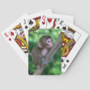 Pesquisar por macaco baralhos Jovem animal