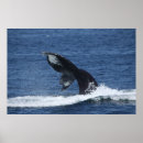Pesquisar por cauda baleia pósteres pôsteres Humpback