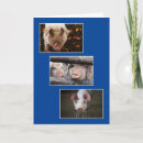 Pesquisar por porco engraçado cartoes Animal