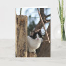 Pesquisar por tuxedo kitten cartoes Gato