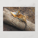 Pesquisar por tiger cartoes postais Zoo