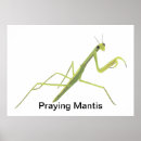Pesquisar por praying Mantid