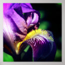 Pesquisar por roxo da íris pósteres pôsteres For her