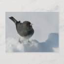 Pesquisar por junco Inverno