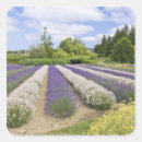 Pesquisar por lavender adesivos Lavanda