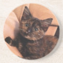 Pesquisar por tortie Gatinho