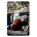 Pesquisar por da panda imas Vida selvagem