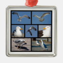 Pesquisar por gaivotas ornamentos Ave