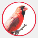 Pesquisar por passarinho vermelho adesivos Pássaro